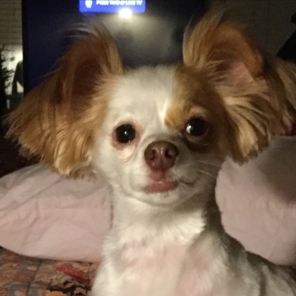 Meet your Posher, Sandy